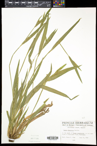 Carex albursina image