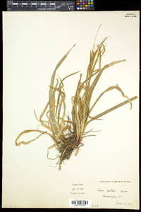 Carex arctata image