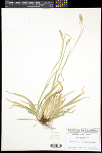 Carex arctata image