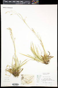 Carex arctata image