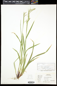 Carex arctata image