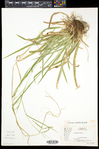 Carex arctata image