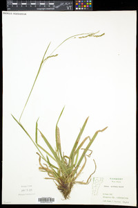 Carex arctata image