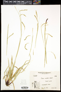 Carex arctata image