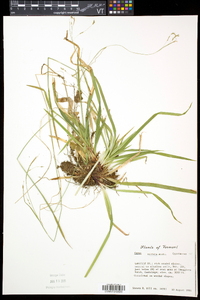 Carex arctata image