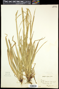 Carex arctata image