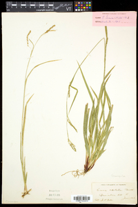 Carex arctata image