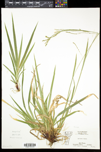 Carex arctata image