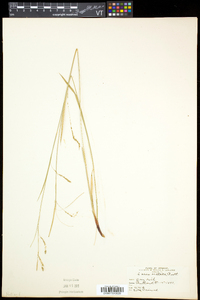 Carex arctata image