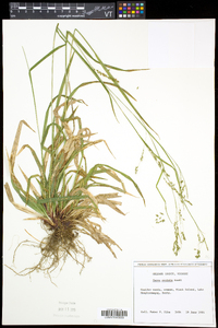 Carex arctata image