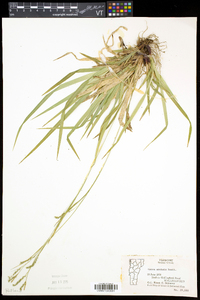 Carex arctata image