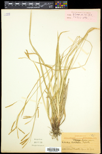 Carex arctata image