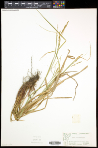 Carex arctata image