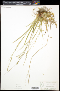 Carex arctata image