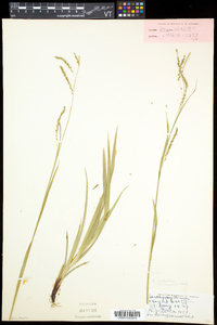 Carex arctata image