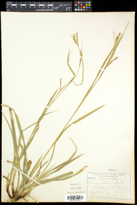 Carex arctata image