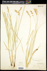 Carex argyrantha image