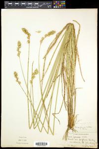 Carex foenea image