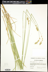 Carex argyrantha image