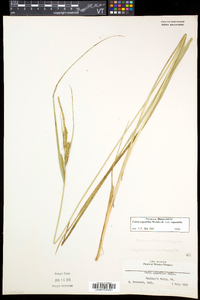 Carex aquatilis var. aquatilis image