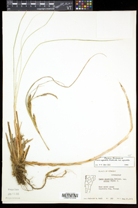 Carex aquatilis var. aquatilis image