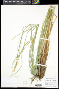 Carex aquatilis var. aquatilis image