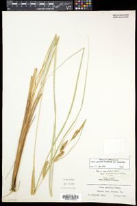 Carex aquatilis var. aquatilis image