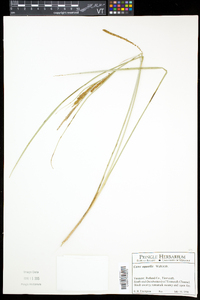 Carex aquatilis var. aquatilis image