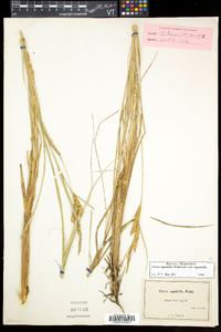 Carex aquatilis var. aquatilis image