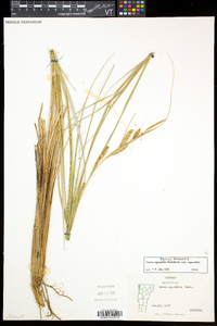 Carex aquatilis var. aquatilis image