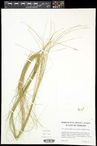 Carex atlantica var. capillacea image