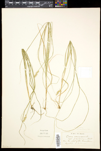 Carex arcta image