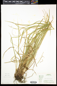 Carex arctata image