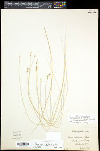 Carex atlantica var. capillacea image