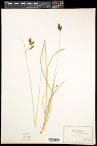 Carex atratiformis image