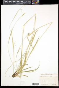 Carex arctata image