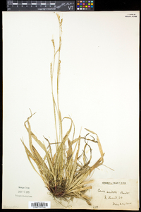 Carex arctata image