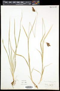 Carex atratiformis image