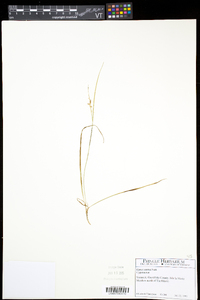 Carex aurea image