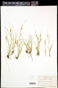 Carex aurea image