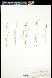 Carex aurea image