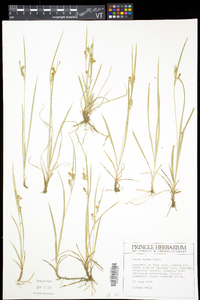 Carex aurea image