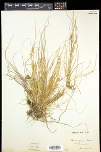 Carex aurea image