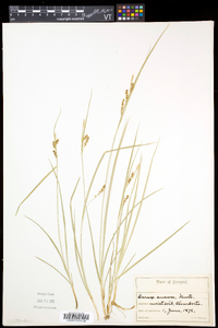 Carex aurea image