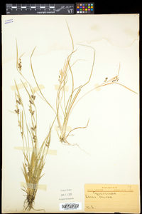 Carex aurea image