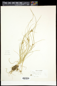 Carex aurea image