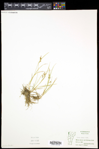 Carex aurea image