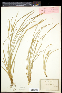 Carex backii image