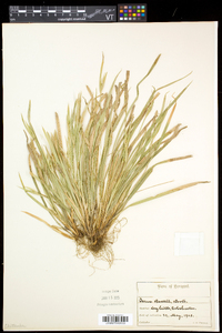 Carex backii image