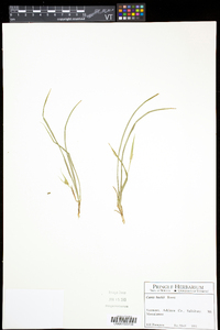 Carex backii image